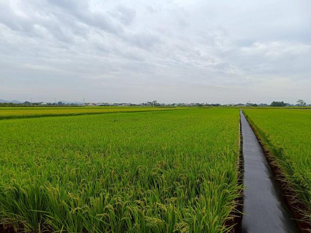 東山農地_休閒地-4