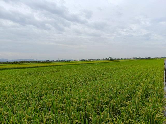 東山農地_休閒地-5