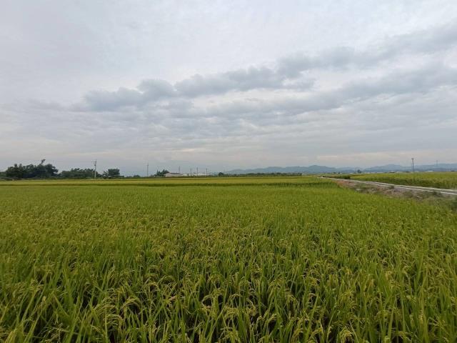 東山農地_休閒地-6