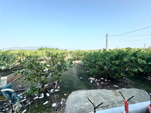 燕巢農地-7