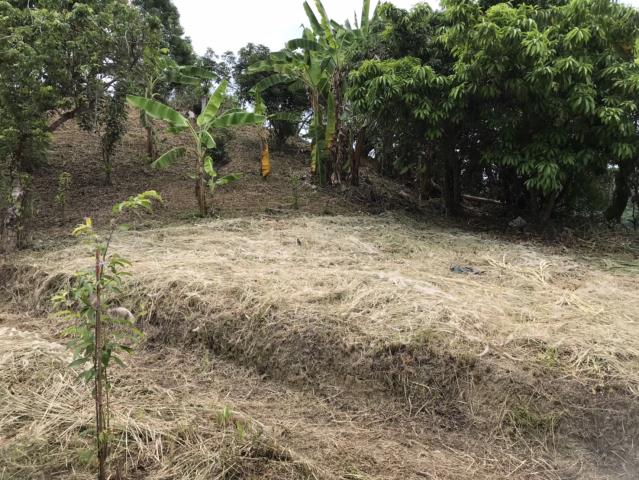 台中霧峰農地_建地_山坡地-13