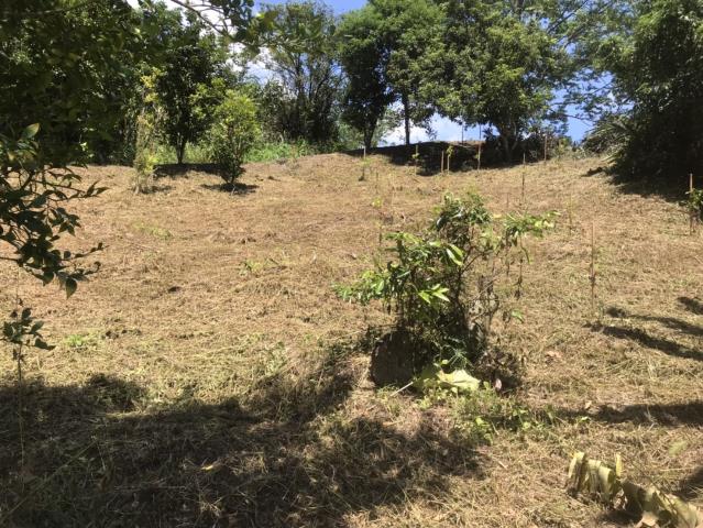 台中霧峰農地_建地_山坡地-7