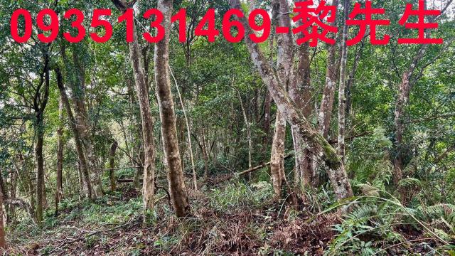 新竹橫山農地_林地_道路持份-10
