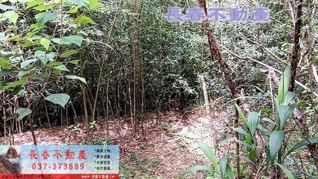 苗栗銅鑼農地_山坡地_休閒地-3