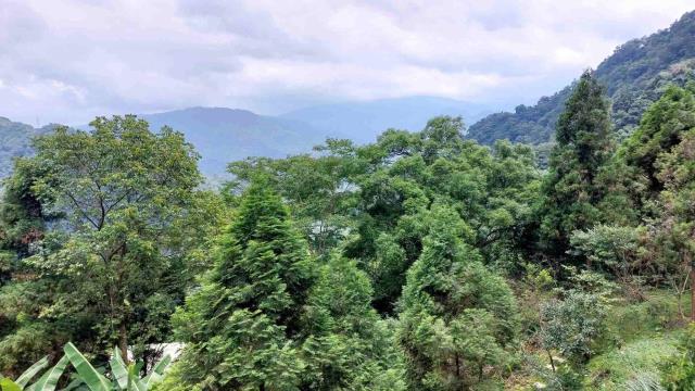新竹休閒地_林地-15
