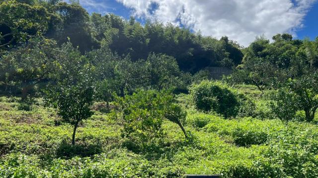 新竹峨眉農地_山坡地_休閒地-9