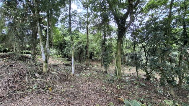 台中東勢農地_山坡地_休閒地-2