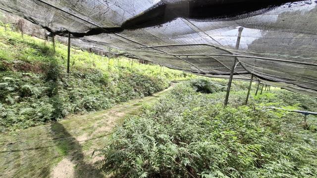 台中東勢農地_山坡地_休閒地-5