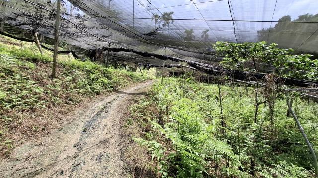 台中東勢農地_山坡地_休閒地-6
