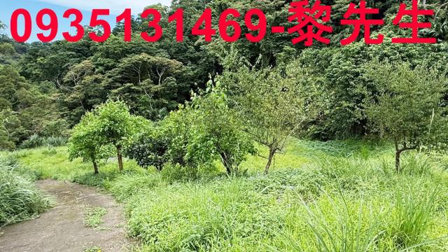 苗栗南庄農地_林地-12