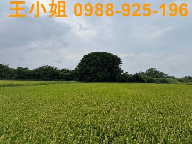 中壢農地-2
