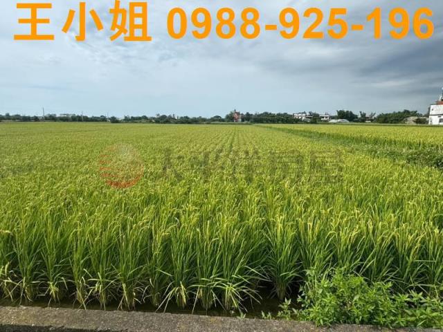新屋農地-8