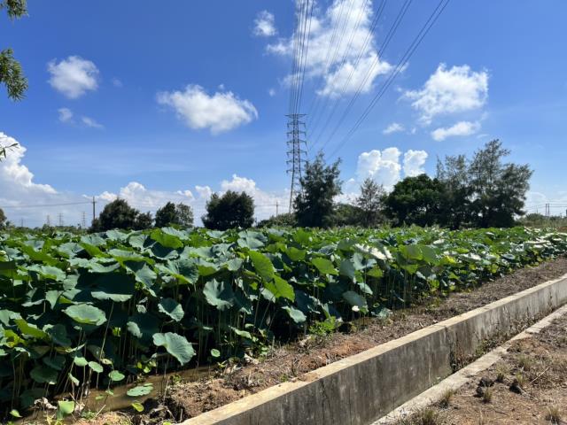 觀音農地_建地-3