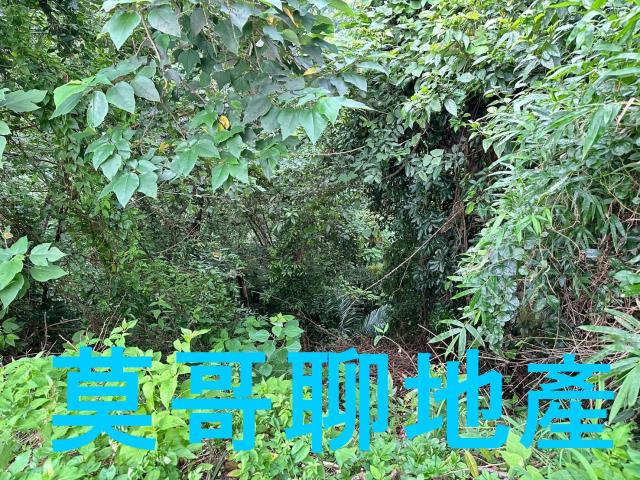 太平山坡地_休閒地_林地-9