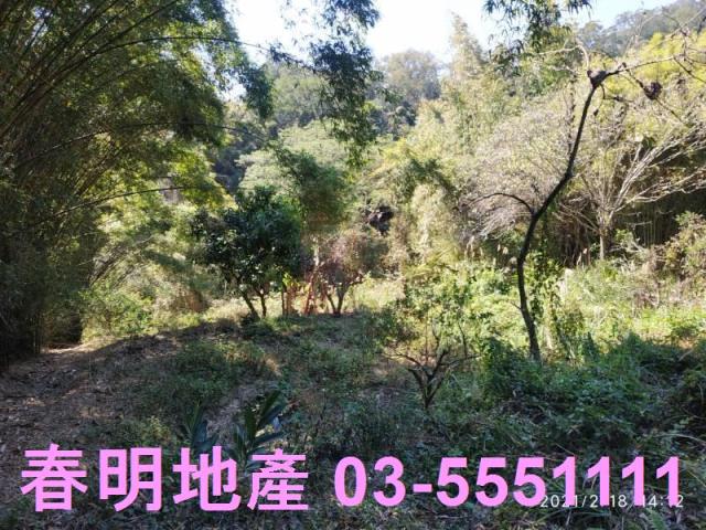 芎林農地_林地-10