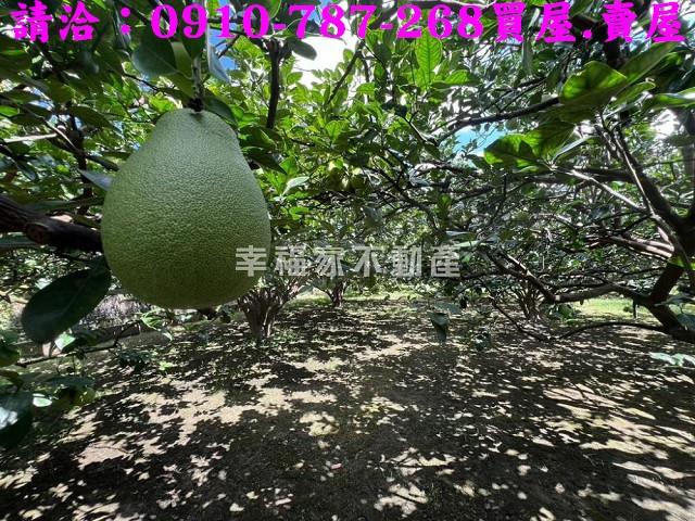 台南農地-14