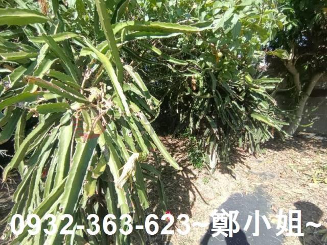 桃園農地-11