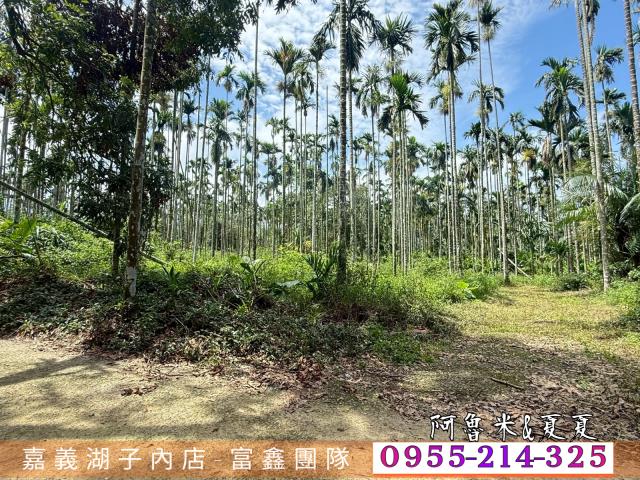 中埔農地-6