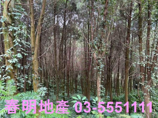 新竹橫山農地_林地-11