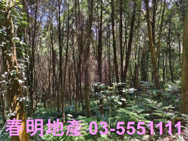 新竹橫山農地_林地-2