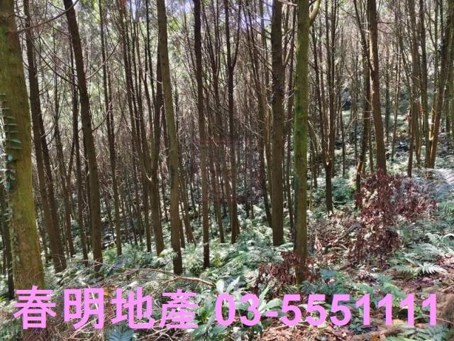 新竹橫山農地_林地-7