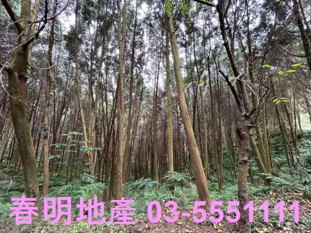 新竹橫山農地_林地-9