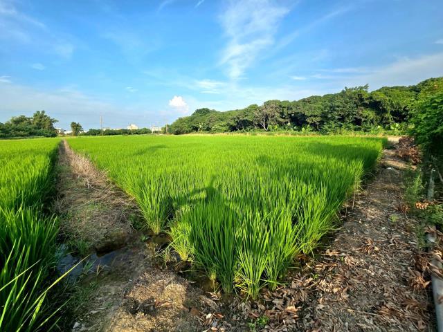 台中神岡農地-3