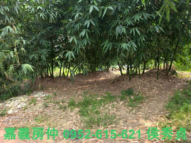 民雄農地-9