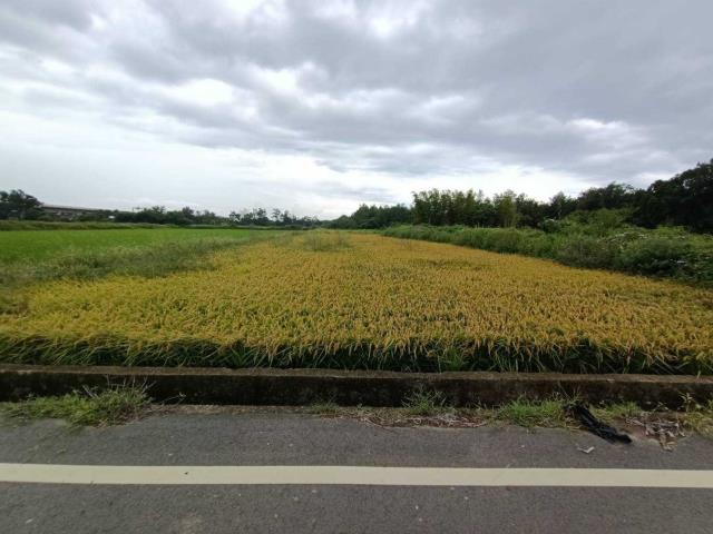 桃園農地-1