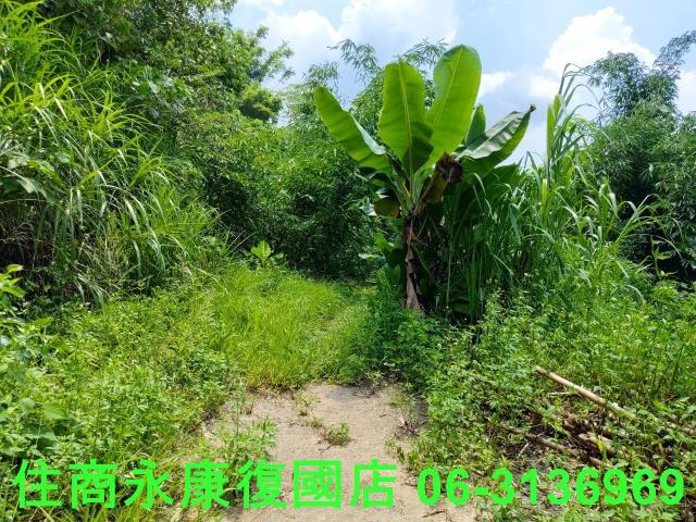 台南左鎮農地_林地-1
