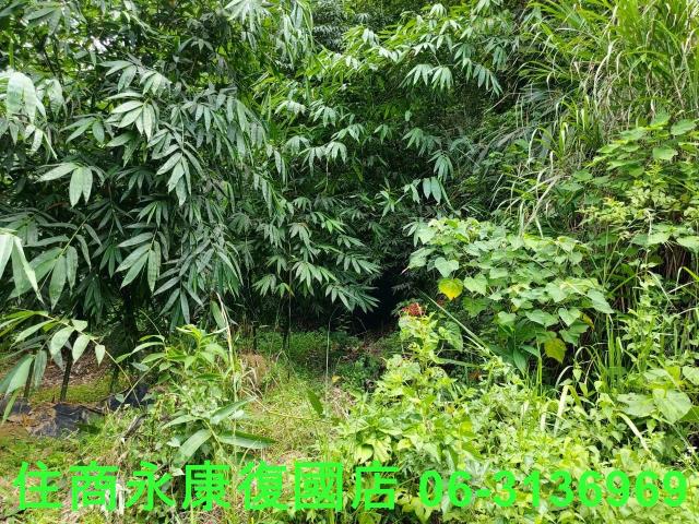 台南左鎮農地_林地-12