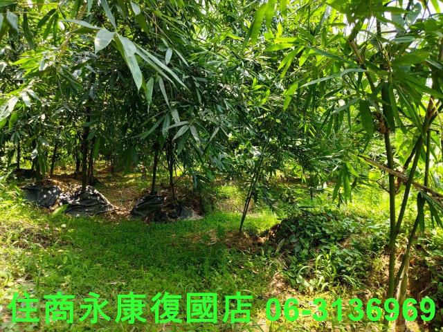 台南左鎮農地_林地-14