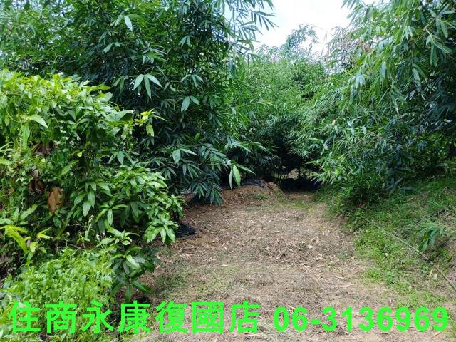 台南左鎮農地_林地-6