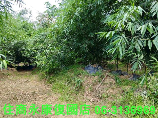台南左鎮農地_林地-9
