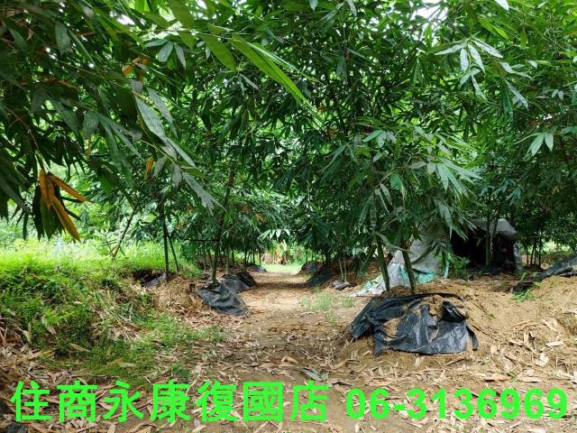 台南左鎮農地_林地-10