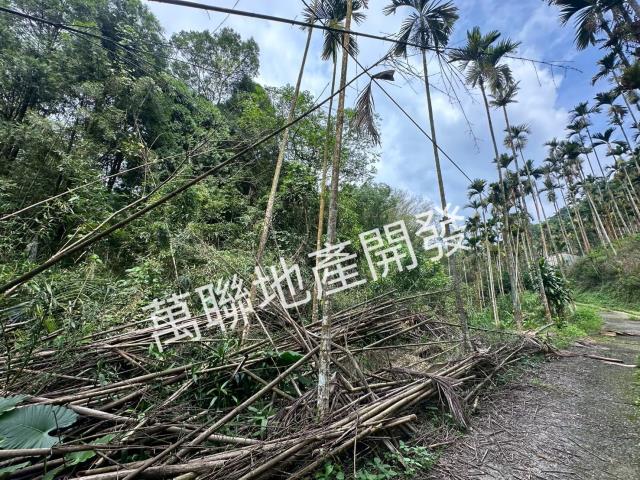 台中山坡地_林地-8