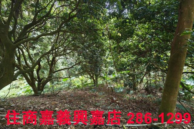 番路農地_林地-5