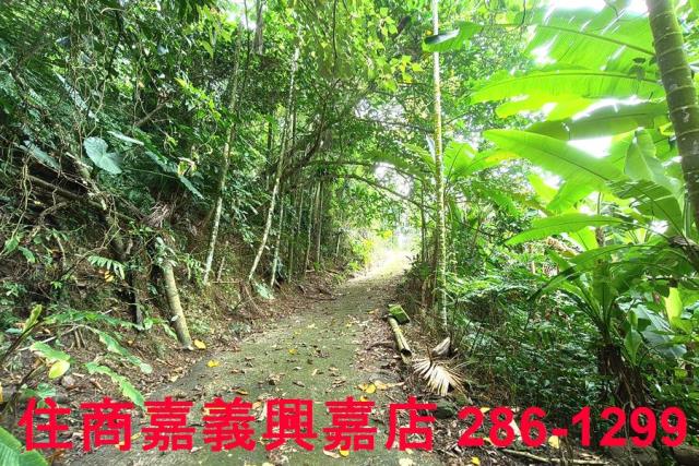 番路農地_林地-6