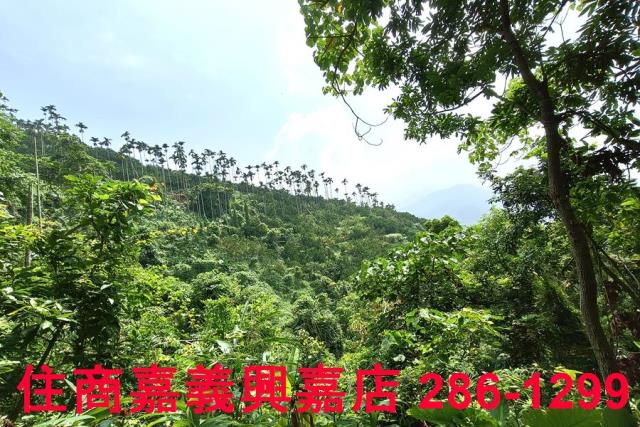 番路農地_林地-7