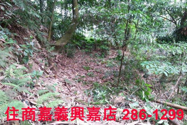 番路農地_林地-8
