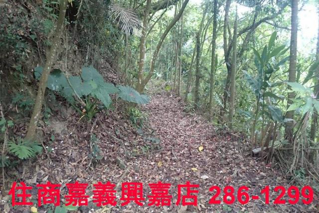 番路農地_林地-9