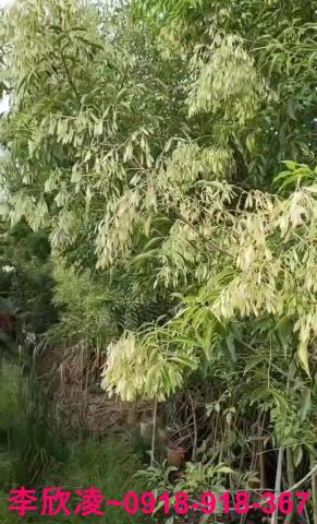 西區農地-2