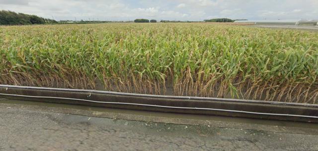 雲林東勢鄉農地法拍-9