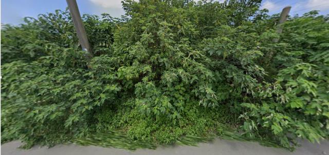 雲林崙背拍賣農地-9