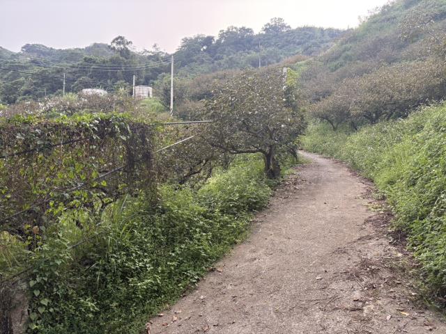 台中東勢山坡地-3