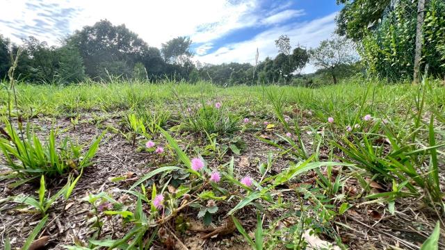 新竹竹東農地-15