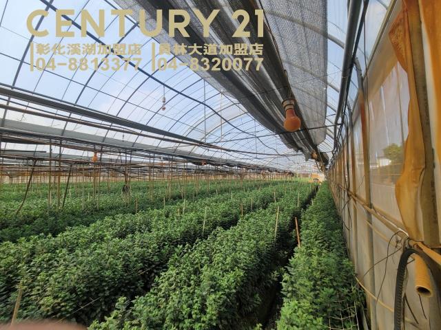 彰化田尾農地-4