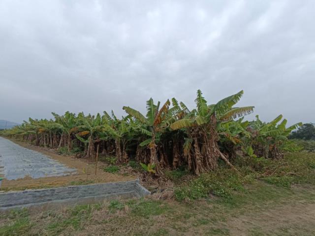 台南玉井農地-10