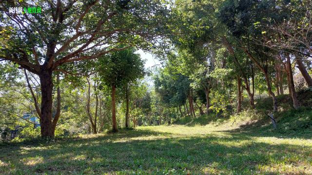 新竹關西農地_休閒地-9