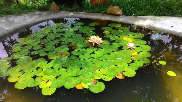 台中農地_山坡地-13